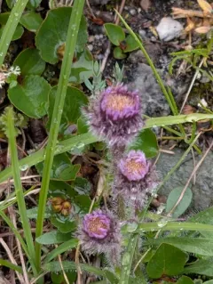 One-flower Fleabane thumbnail 4
