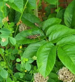 Northern Spur-throat Grasshopper thumbnail 3