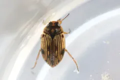 Boreonectes griseostriatus thumbnail 2