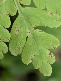 Interrupted Fern thumbnail 4
