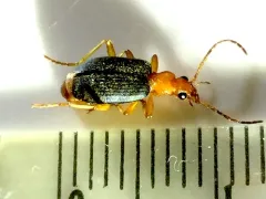 Brachinus janthinipennis thumbnail 4