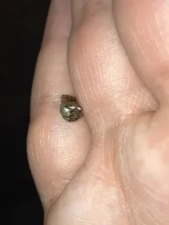 Humped bog orbweaver thumbnail 3
