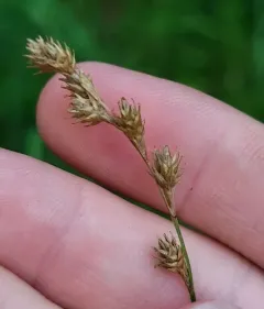 Prickly Quill Sedge thumbnail 2