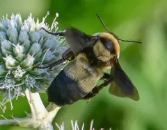 Southern Plains Bumble Bee thumbnail 4