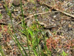Tassel Gall thumbnail 3