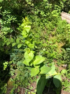 Great Yellow Gentian thumbnail 3