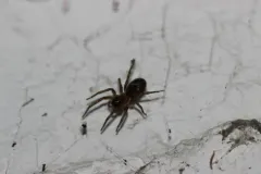 Lace-Weaver Spider thumbnail 4