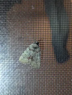 Alabama Underwing thumbnail 3