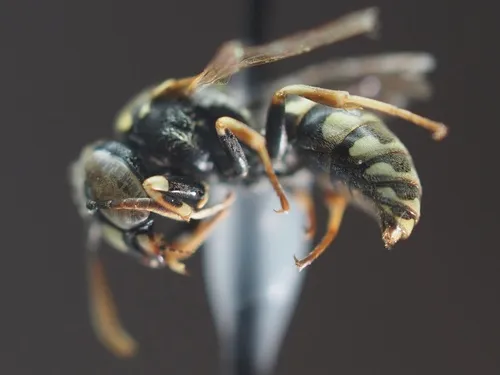 Euparagia scutellaris
