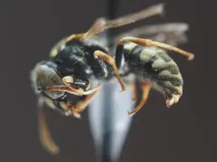 Euparagia scutellaris thumbnail 1
