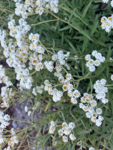 Stenostrophia amabilis
