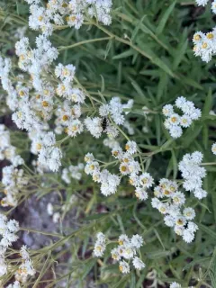 Stenostrophia amabilis thumbnail 1