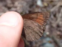 Scree Alpine thumbnail 3