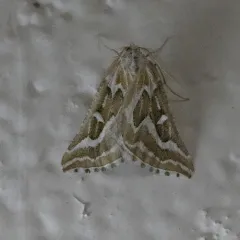 Sagebrush Girdle Moth thumbnail 4