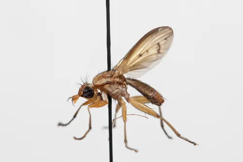 Tetanocera vicina