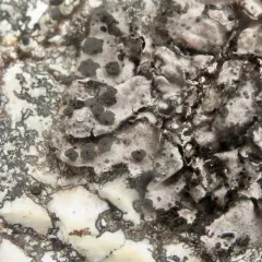Fringed Rocktripe Lichen thumbnail 4