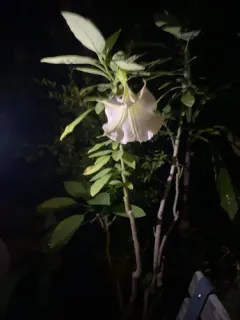 Angel's Trumpet thumbnail 2
