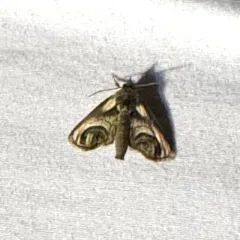 Eyed Paectes Moth thumbnail 3