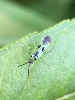 Green Plant Bug thumbnail 4