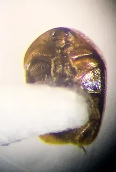 Sericoderus lateralis thumbnail 2