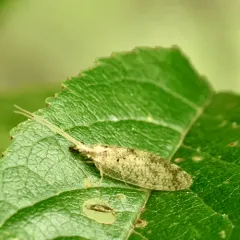 Hemerobius humulinus thumbnail 3