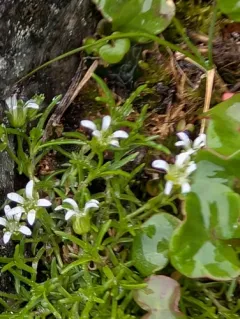Mountain Stitchwort thumbnail 3