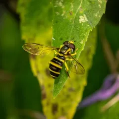 American Harlequin thumbnail 4