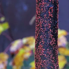Coral Spot thumbnail 2