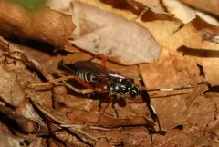 Baryceros texanus thumbnail 4