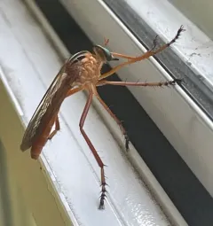 Plain-tailed Hanging Thief thumbnail 3