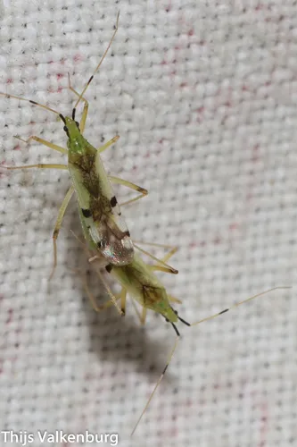 Macrolophus tenuicornis