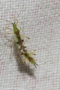 Macrolophus tenuicornis thumbnail 1