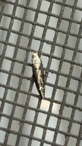 Coleotechnites Flower Moth