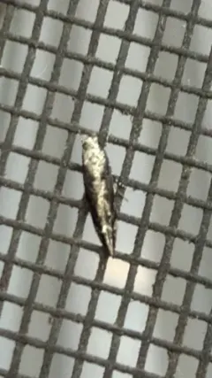 Coleotechnites Flower Moth thumbnail 1