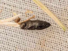 Taphrocerus gracilis thumbnail 3
