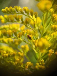 Cervical Tumbling Flower Beetle thumbnail 3