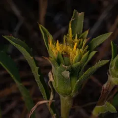 Large-flower Goldenweed thumbnail 3
