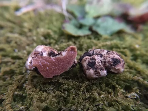 Jimgerdemannia flammicorona