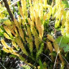 northern spikemoss thumbnail 4