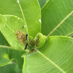 Dogwood-Milkweed Aphid thumbnail 4