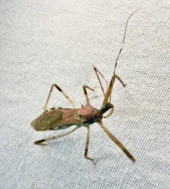 Ring-horned Assassin Bug thumbnail 3