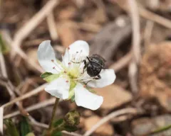 Cinquefoil Masked Bee thumbnail 3