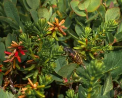 Long-nosed Pond Fly thumbnail 3