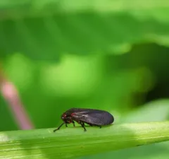 Red-legged Spittlebug thumbnail 4