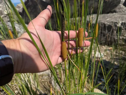 Graceful Cattail