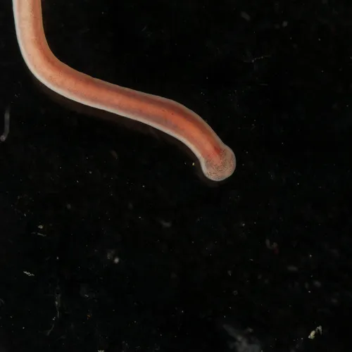 Amphiporus formidabilis