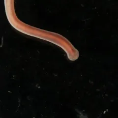 Amphiporus formidabilis thumbnail 1