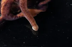Emplectonema buergeri thumbnail 1
