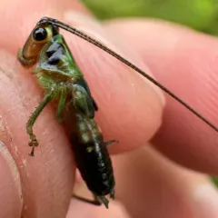 Black-sided Meadow Katydid thumbnail 3