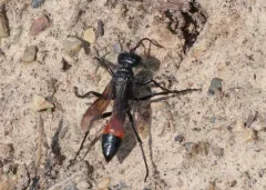 Podalonia robusta thumbnail 4